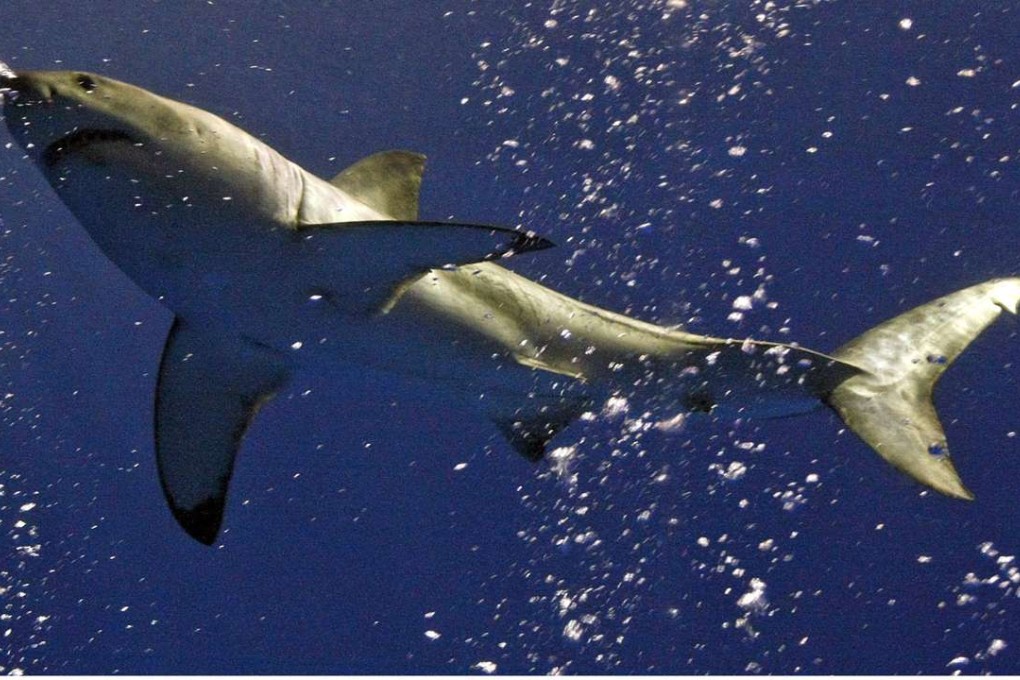 A myth about sharks was shattered after the first recorded multiple fatal attacks in New Jersey in 1916. Photo: AP