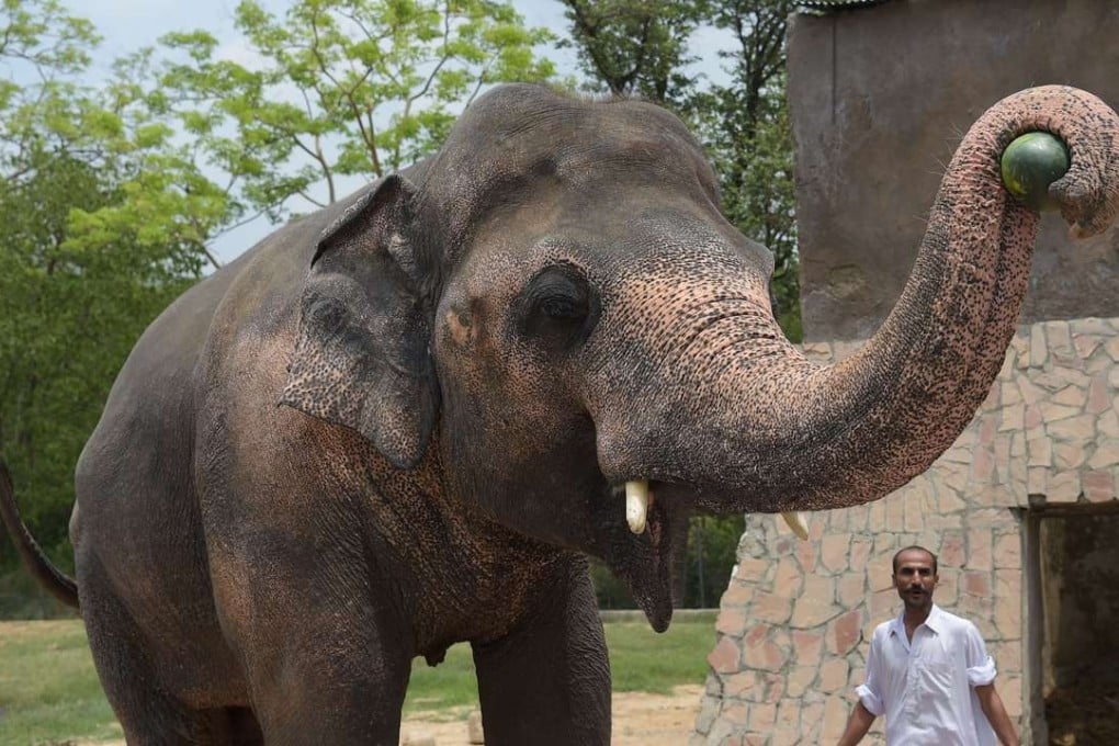 Kaavan, the lonely elephant, being fed at his home in Islamabad. Photo: AFP