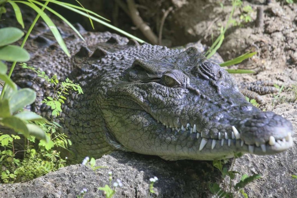 Pui Pui at the Hong Kong Wetland Park in the New Territories.