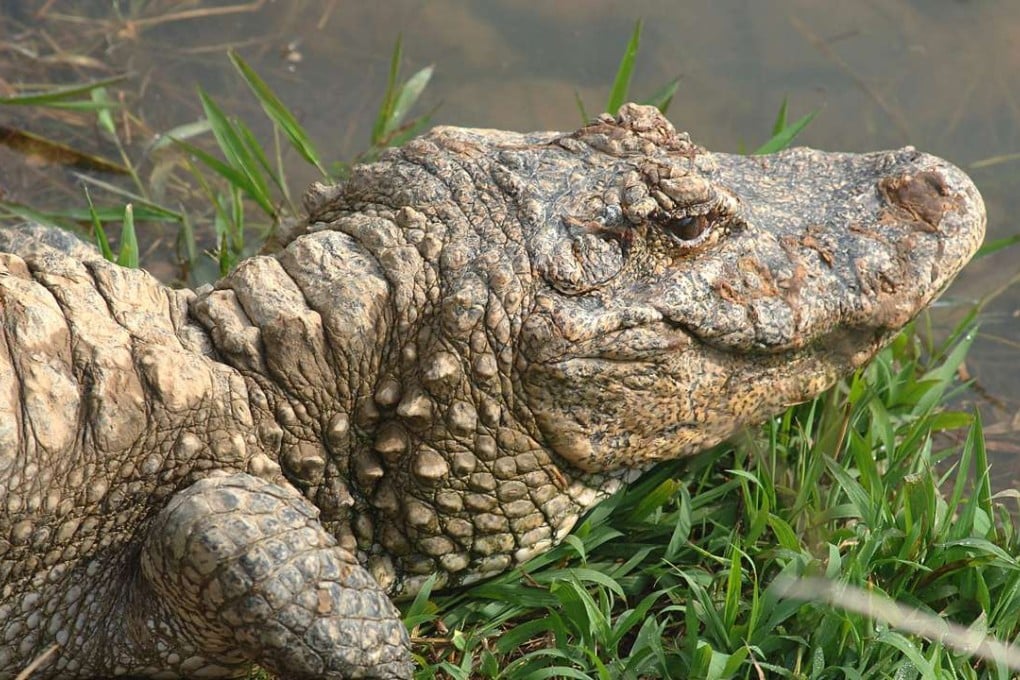Nearly 100 Chinese alligators have escaped from an animal farm in Wuhu, Anhui, after floodwaters lifted the water level to more than half a metre above their enclosure fences. Photo: China Foto Press