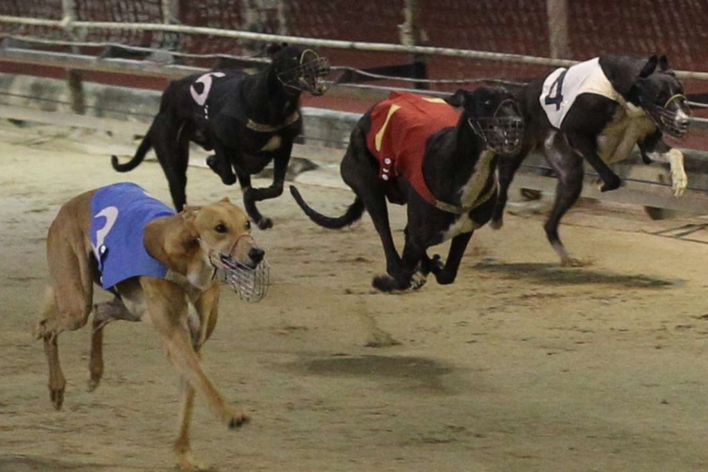 Greyhound racing in Macau in May 2011. Photos: SCMP Pictures