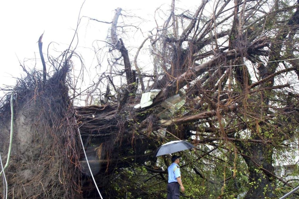 A hundred-year-old banyan tree at National Taitung Junior College in Taiwan was uprooted by typhoon Nepartak. Photo: Central News Agency