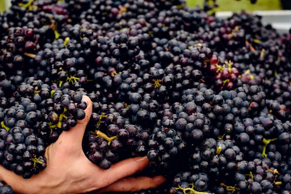 Grapes at Gusbourne Estate in Appledore, Kent, in Britain.