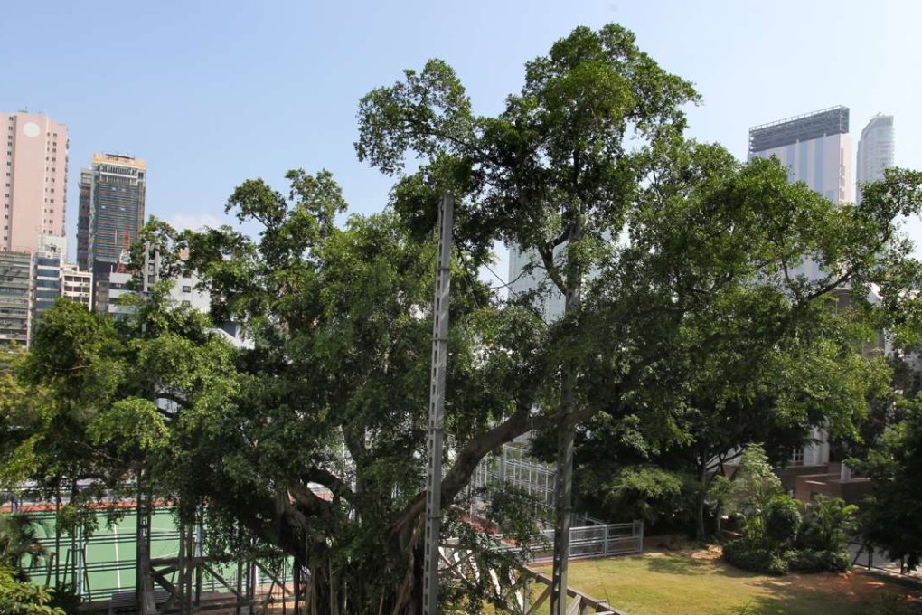 The 400-year-old “king of trees” in Kowloon Park. Photo: May Tse