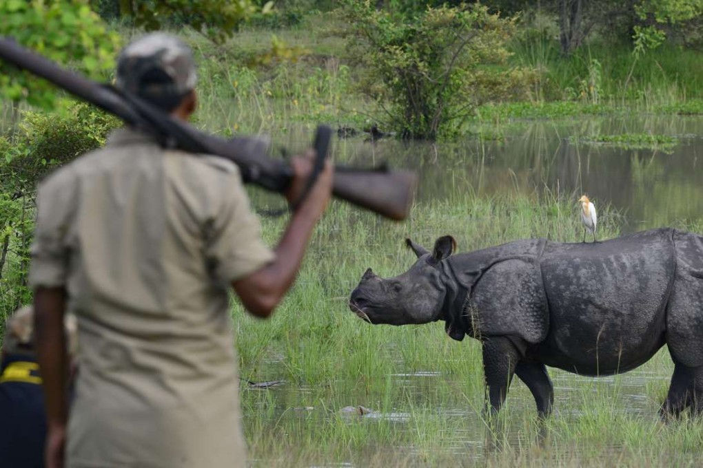 A forest guard watches as a one horned Rhino moves through flood water. Photo: EPA
