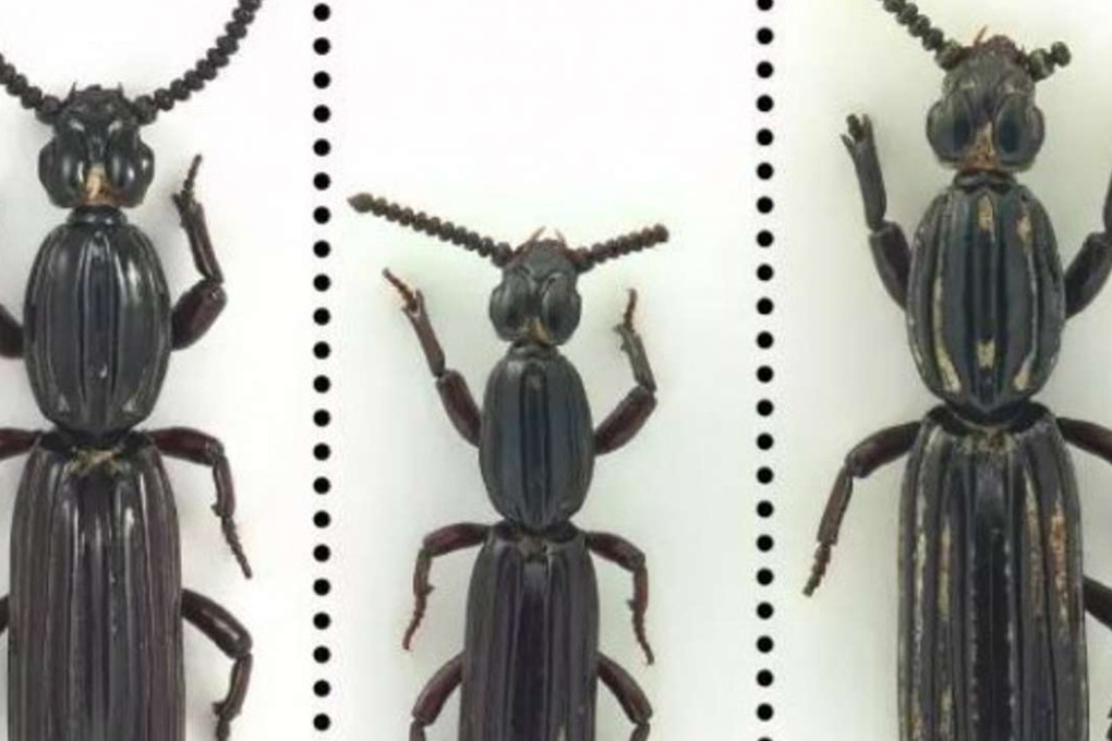 The newly discovered species of beetle, which has fallen foul of censors after being named after China’s President Xi Jinping. Photo: SCMP Pictures