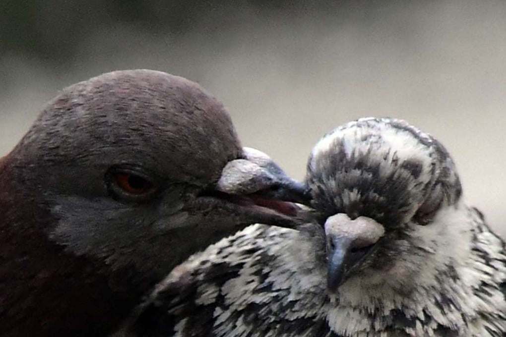 A pigeon couple kisses on the roof of a building. Photo: AFP