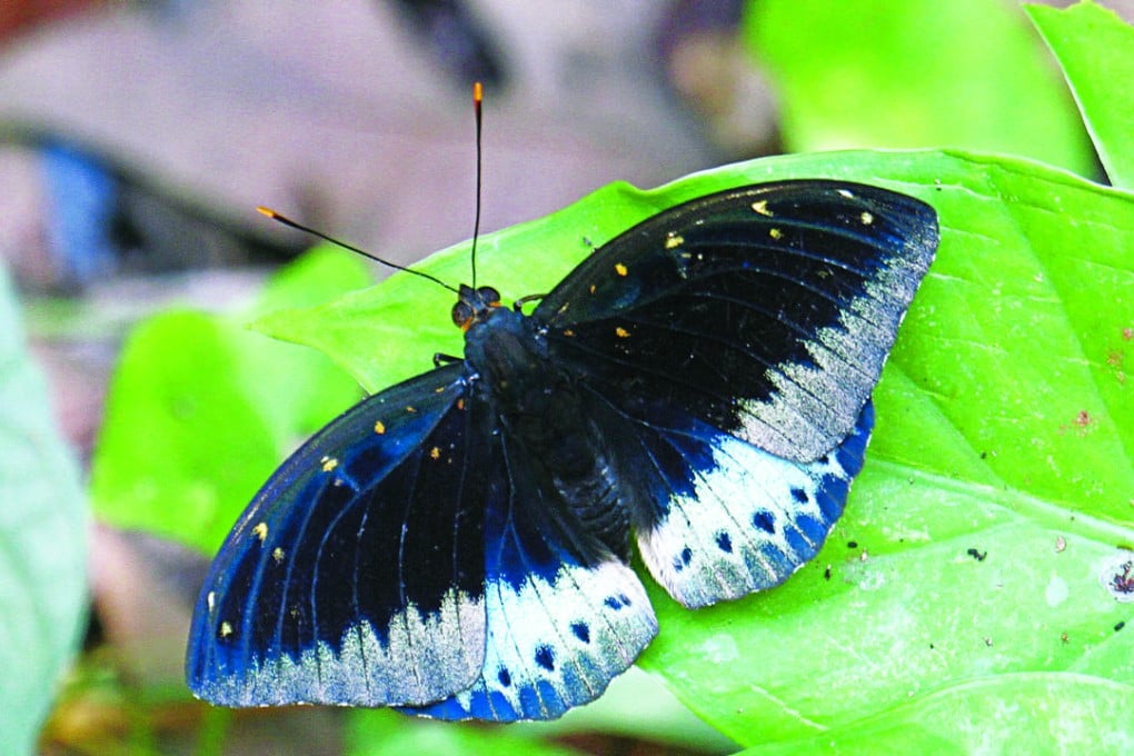 The common archduke butterfly (male pictured here) is one of two relatively new species discovered here. Photo: Green Power