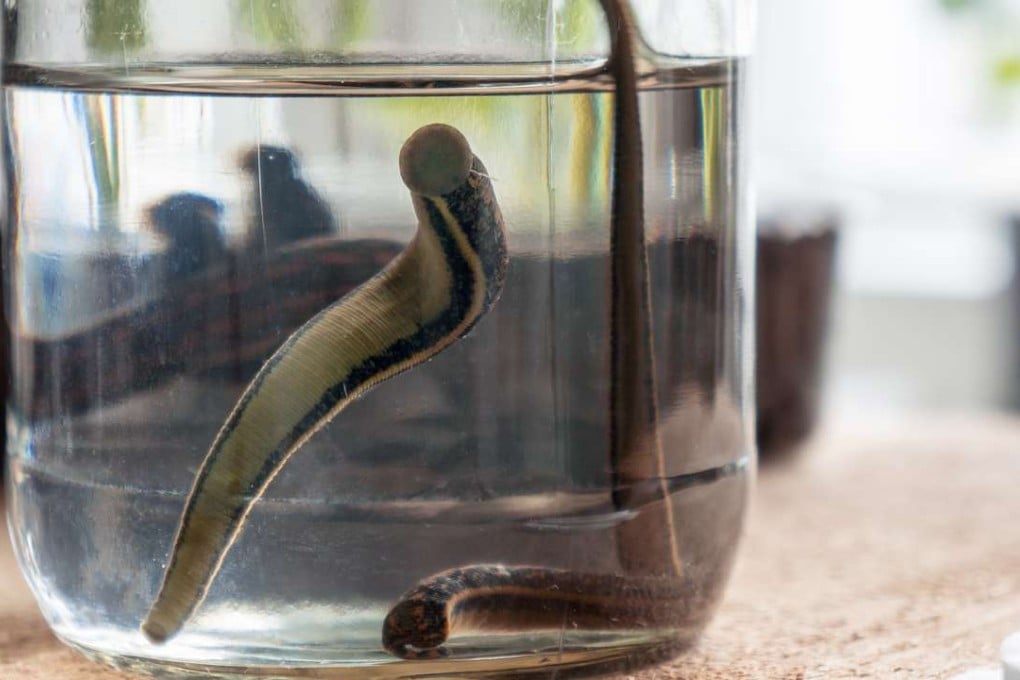 The two pet leeches feed on the blood of fish, which are bought from the local market each week and later eaten. File photo: SCMP Pictures