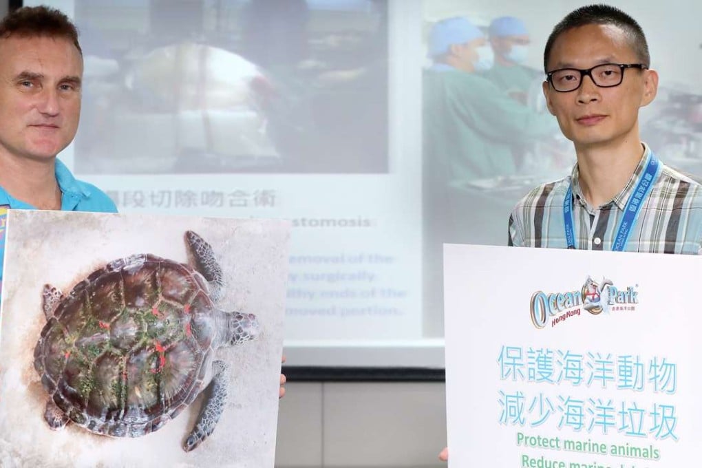 (From left) Ocean Park Director of Veterinary Service Paolo Martelli and Aquarium Curator of Marine Exhibits Walter Tang Yiu-ming announce the surgery success on a rescued sea turtle. Photo: Edward Wong