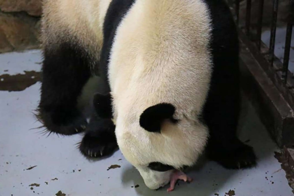 Giant panda Qifu checks one of her newborn cubs shortly after giving birth on Thursday. SCMP Pictures