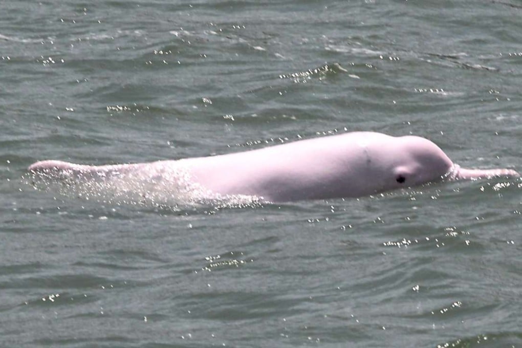 A Chinese white dolphin swims off Lung Kwu Chau, northwest Lantau. Photo: KY Cheng