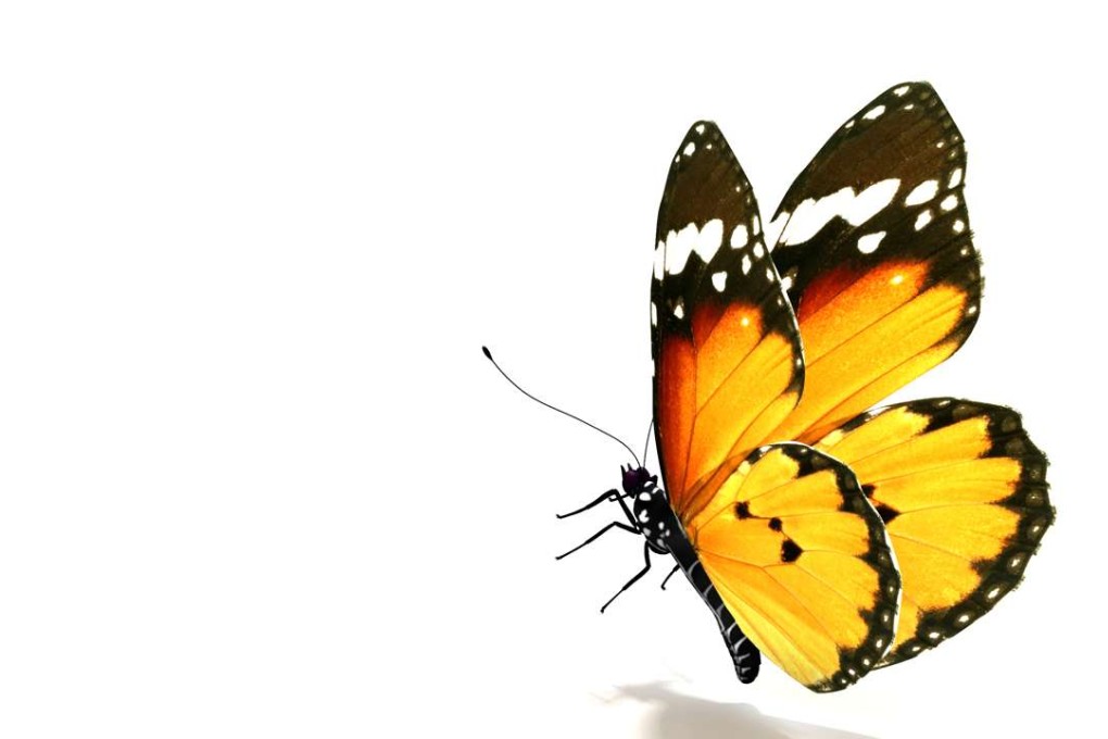 The rare mariposa butterfly to which the book’s title alludes.