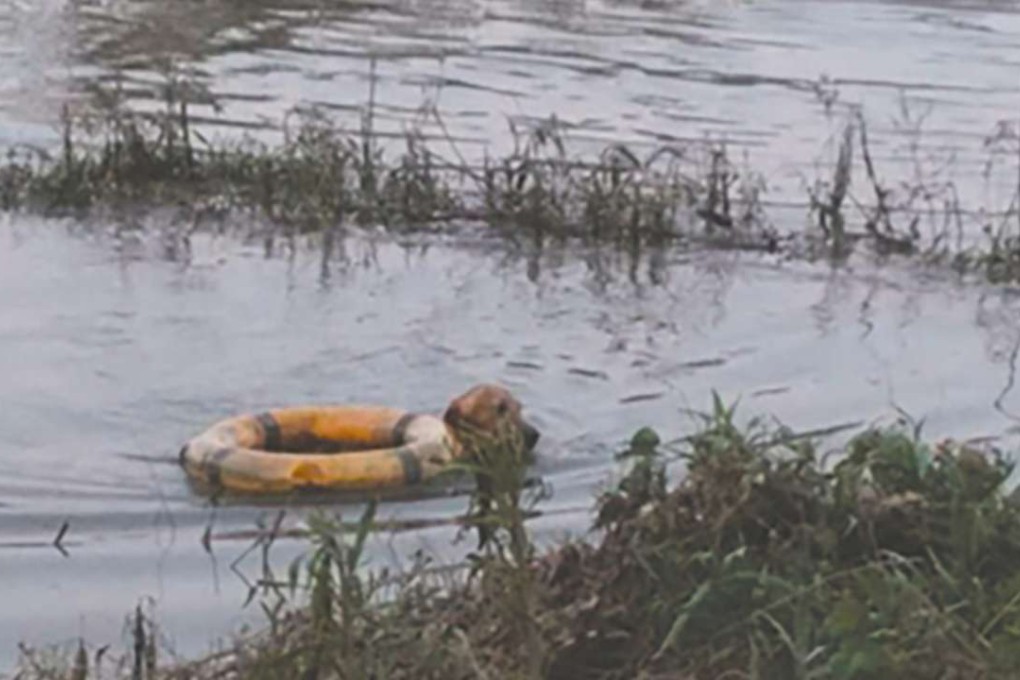 The dog is pictured in the river after its owner was swept away. Photo: Sinaimg.cn
