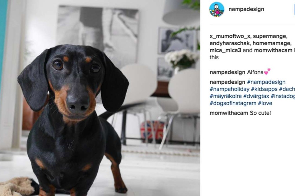 America’s dog obsession has taken to the internet, with 10 million Instagram photos posted publicly over three months marked with the hashtag #DogsofInstagram.