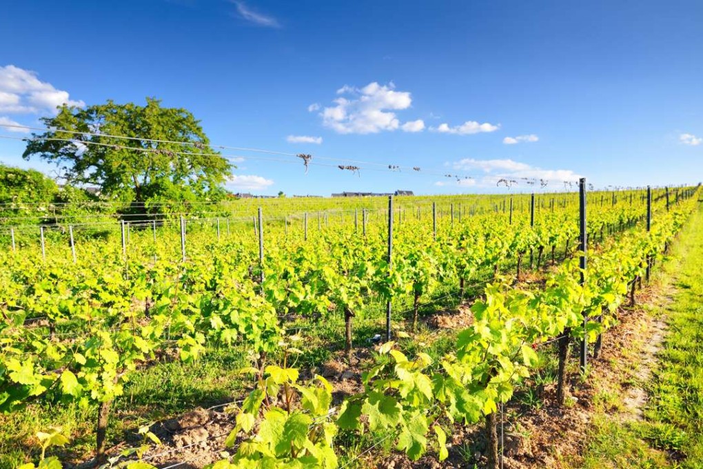 Pfalz is Germany’s second-largest wine region.