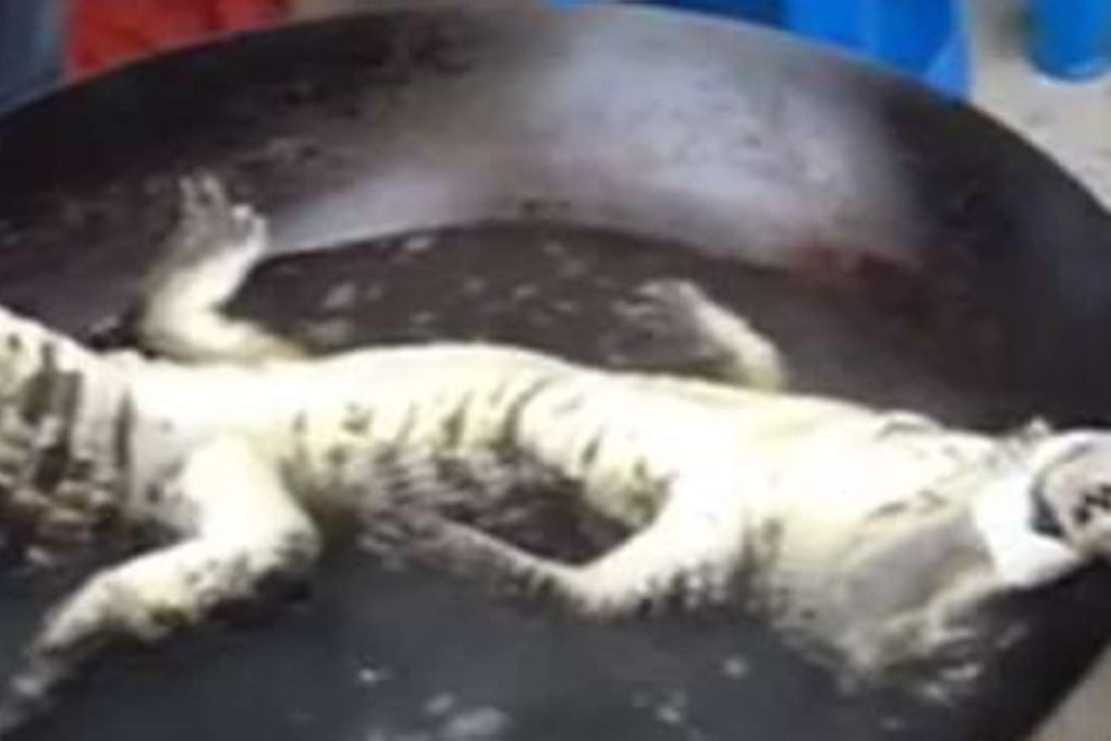 A picture of the Chinese alligator that was reportedly cooked and eaten after being illegally killed in Anhui province. Photo: Ifeng.com