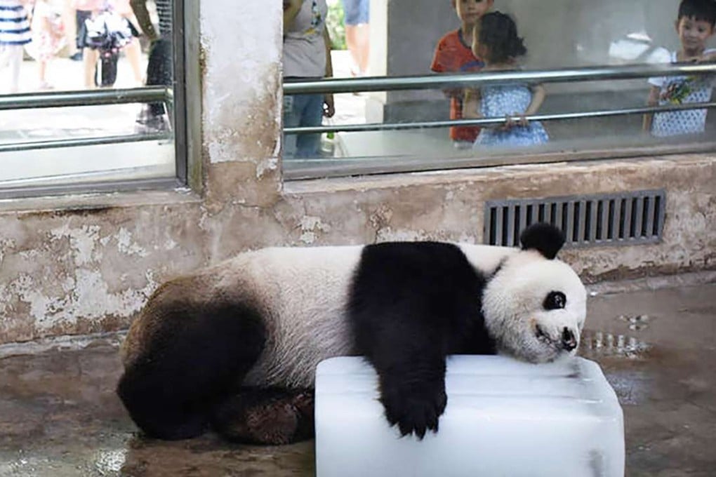 Wei Wei lies on a block of ice to cool off. Photo: SCMP Pictures