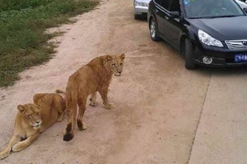 Lions and tigers can approach visitors’ vehicles at Badaling Safari World, although people are warned not to get out. Photo: Weibo