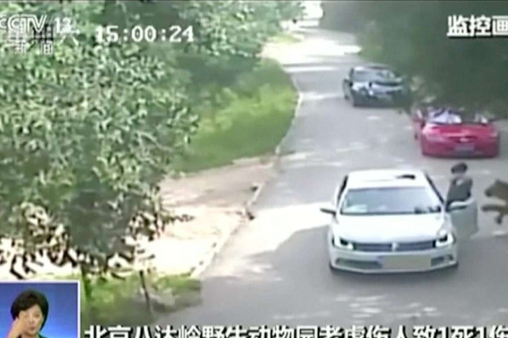 A tiger approaches a woman before attacking her, after she exited a car in a Beijing wildlife park on Saturday. Photo: Reuters