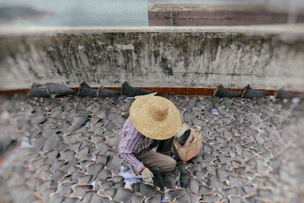 Hundreds of shark fins dry on the roof of a factory building in Western District, Hong Kong. The SAR is the primary destination for US harvested shark fins. Photo: SCMP Picture