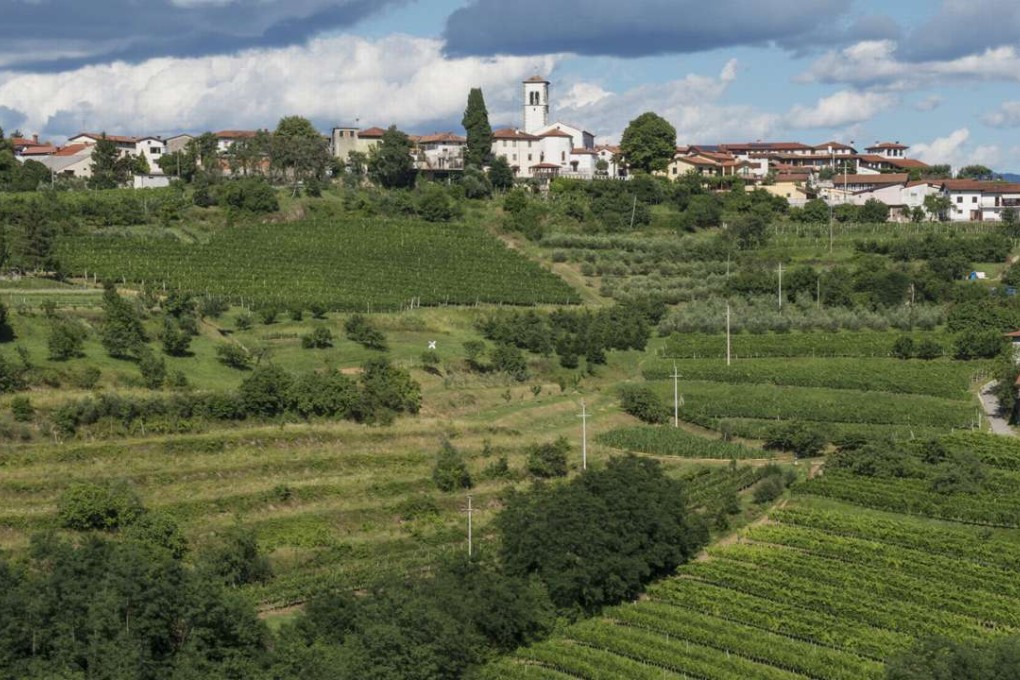 A vineyard in Brda, Slovenia.