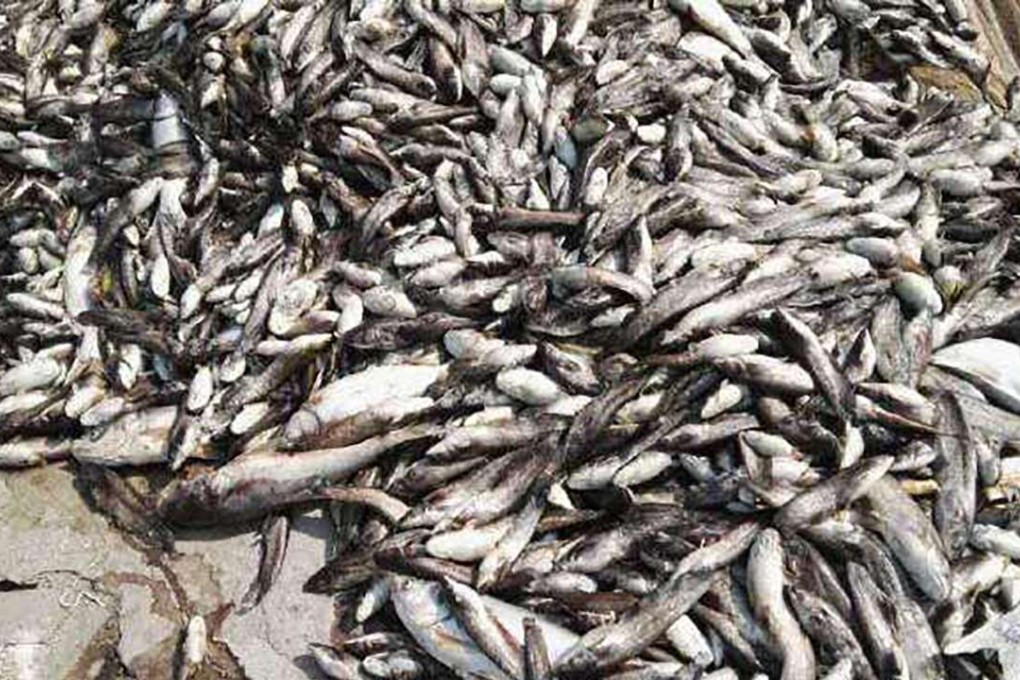 Scalding waters in a fishpond caused the death of tons of fish. Photo: SCMP Pictures