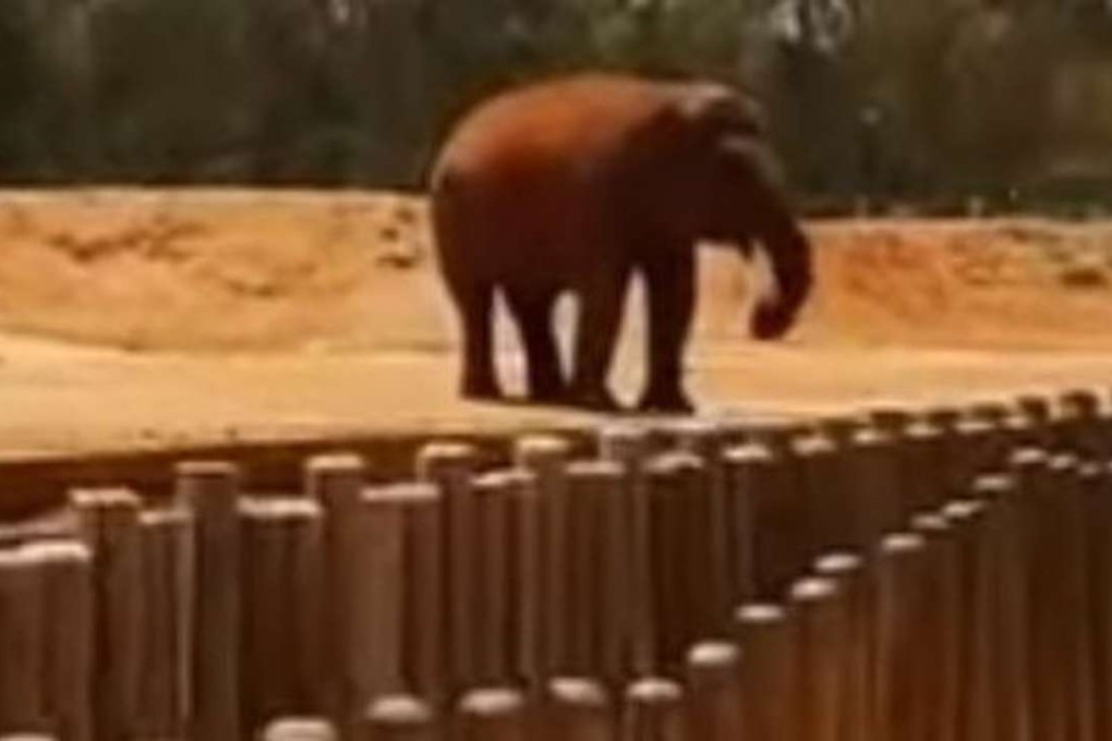 An elephant in Rabat's Jardin Zoologique, moments after it picked up a large stone with its trunk and hurled it in the direction of a little girl on Tuesday. She died after it hit her in the head. Photo: Jadid247 / YouTube
