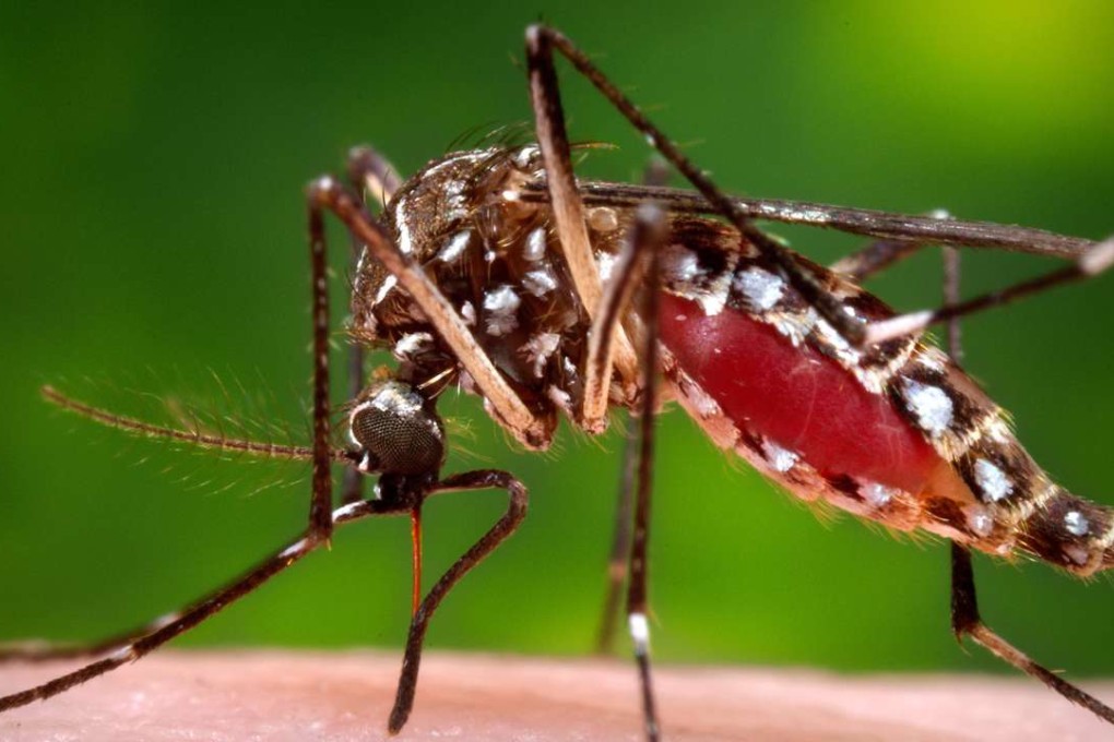 A female Aedes aegypti mosquito in the process of acquiring a blood meal from a human host. The Aedes aegypti mosquito is behind the large outbreaks of Zika virus in Latin America and the Caribbean. Photo: AP