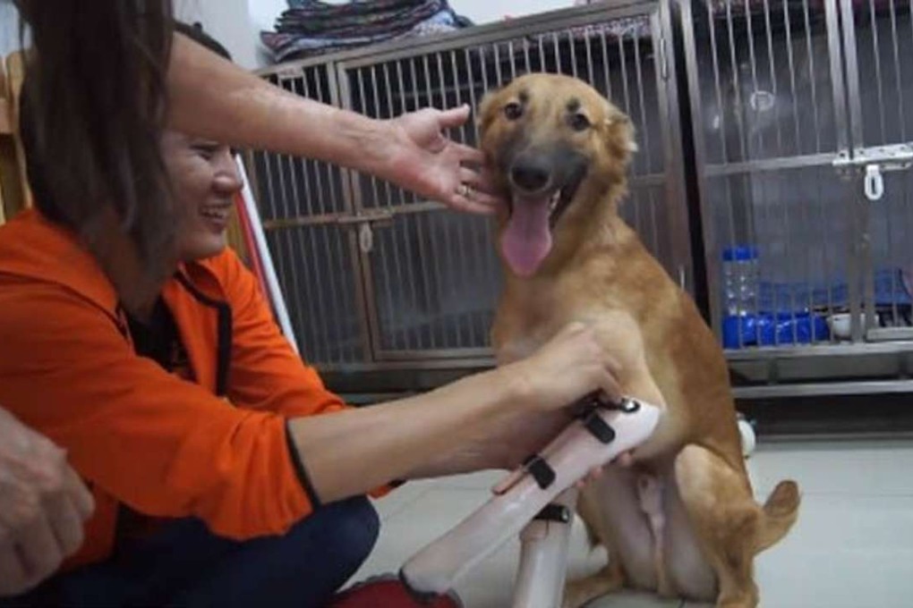Cola had his legs hacked off by an angry neighbour with a sword. Photo: Soi Dog Foundation