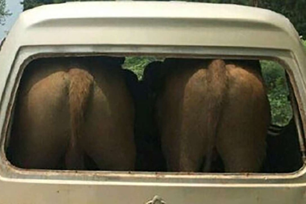 The van’s rear windows had been removed before the cows were loaded. Photo: SCMP Pictures