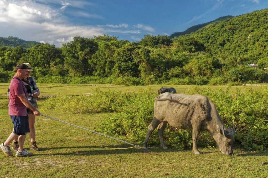 Rebecca Brownlow and Jerry Morris try to catch buffalo breath in Pui O, Lantau, in June. Pictures: Martin Williams