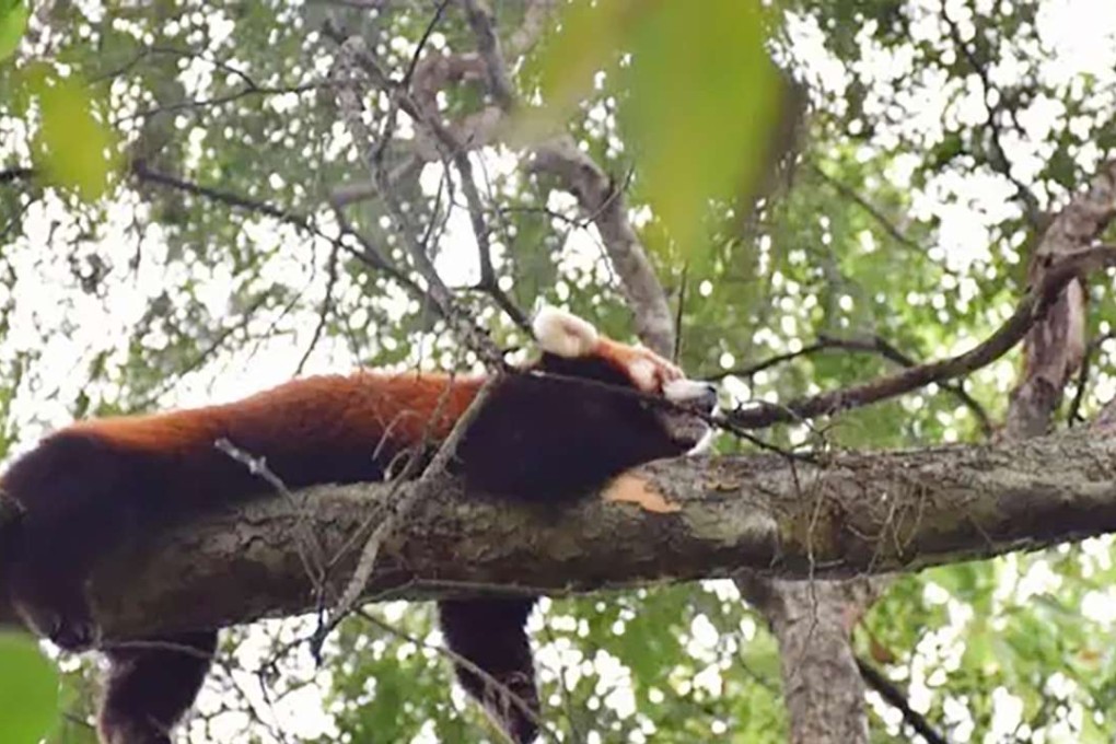 An escaped red panda rests in a tree before being recaptured. Photo: SCMP Pictures