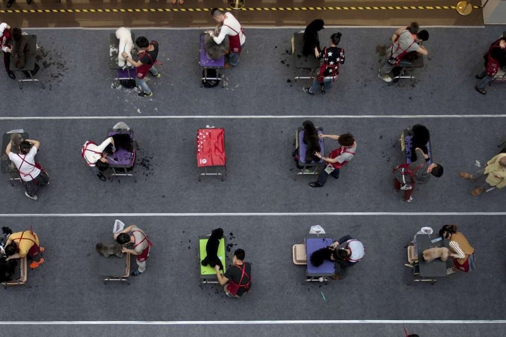 Pet groomers take part in a qualification test in Changsha, Hunan. China is materially and philosophically ready to legislate for animal protection. Photo: Reuters