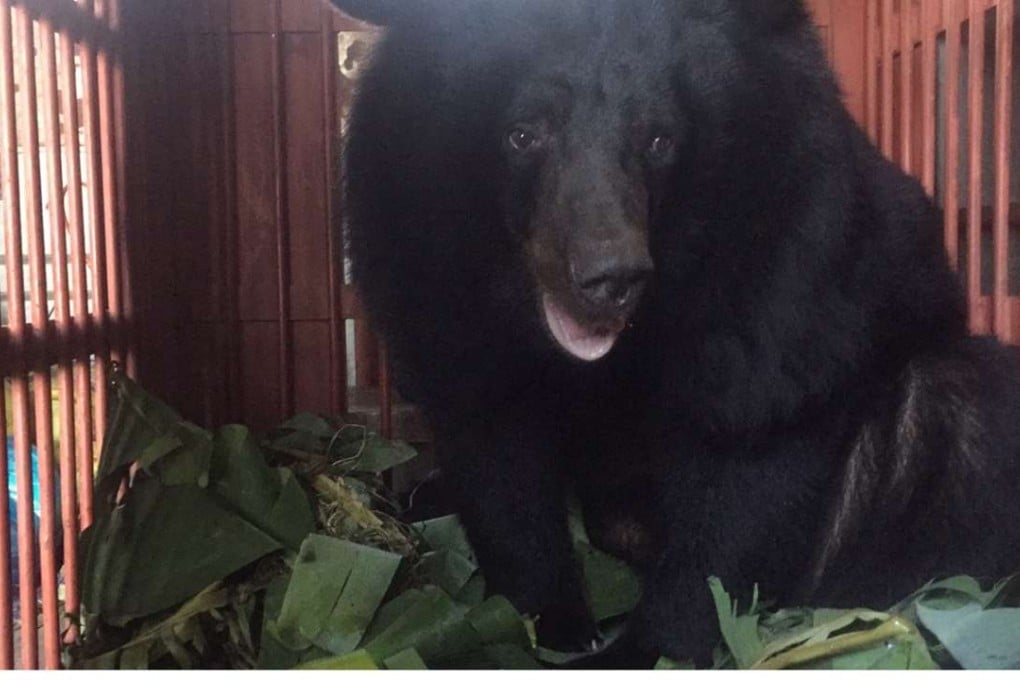 Bao Lam in the cage in which she was transported through Vietnam. Photos: Animals Asia