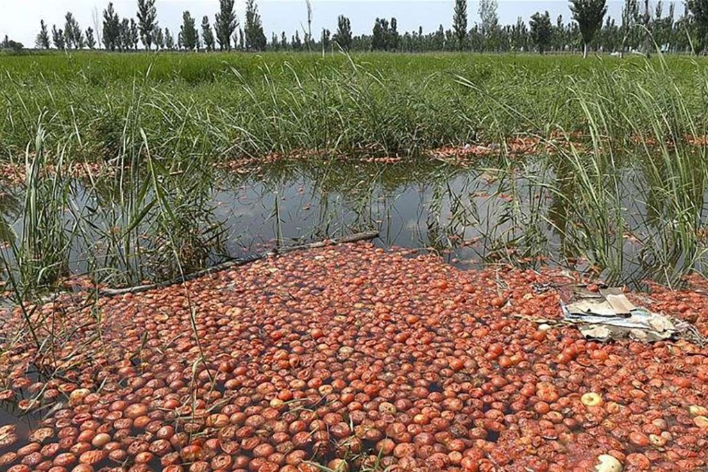 Tomatoes are being left to rot because of a surplus on the market. Photo: SCMP Pictures