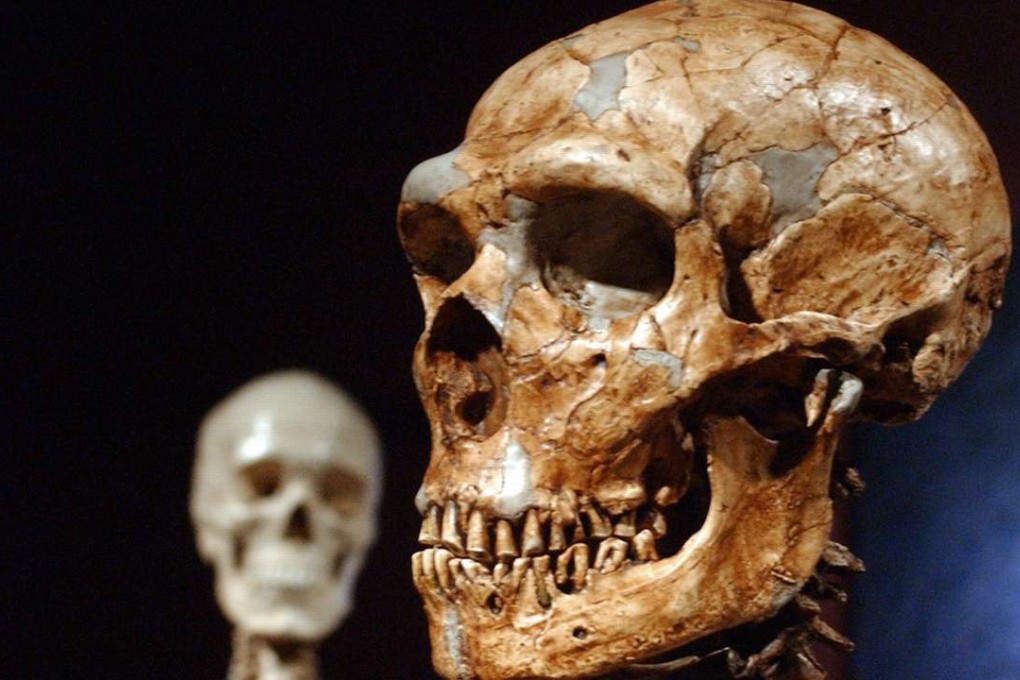 A reconstructed Neanderthal skull, right, and a modern human version on display at the Museum of Natural History in New York. Photo: AP