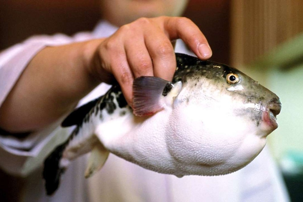 The fugu fish: there is no known antidote for its poisonous liver but some chefs are campaigning to be able to serve the delicacy from farmed species. Photo: Sinopix