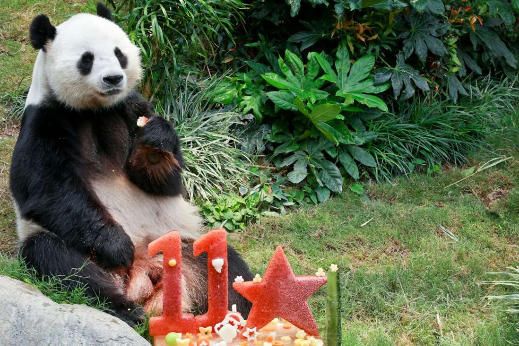Le Le at his birthday party at Ocean Park, with Ying Ying’s absence sparking suggestions she was pregnant. Photo: SCMP Pictures