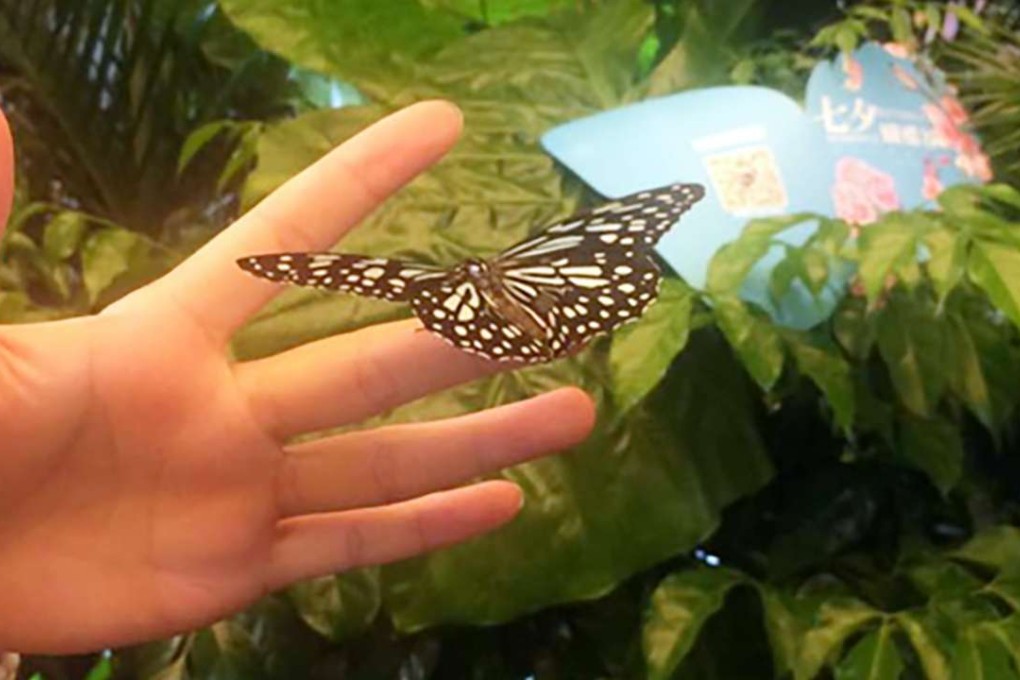 A visitor handles a butterfly at the mall. Photo: SCMP Pictures