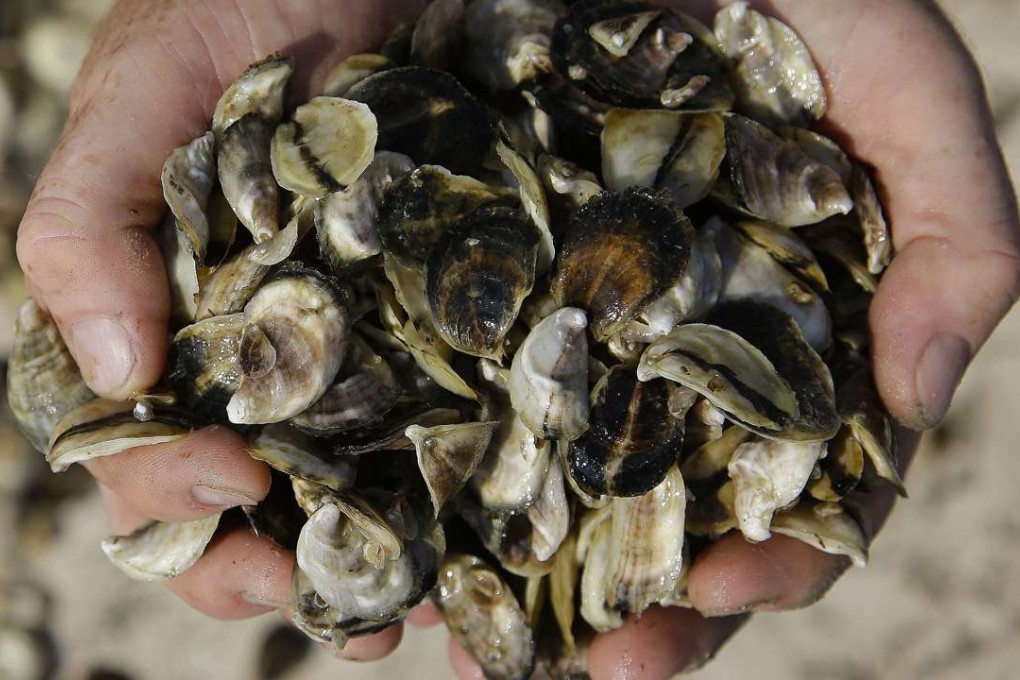 An oyster cultivator holds seed oysters before spreading them in Duxbury Bay, Massachusetts. A study published Monday connects rising temperatures to increasing rates of several waterborne diseases, including those linked to eating tainted shellfish. Photo: AP