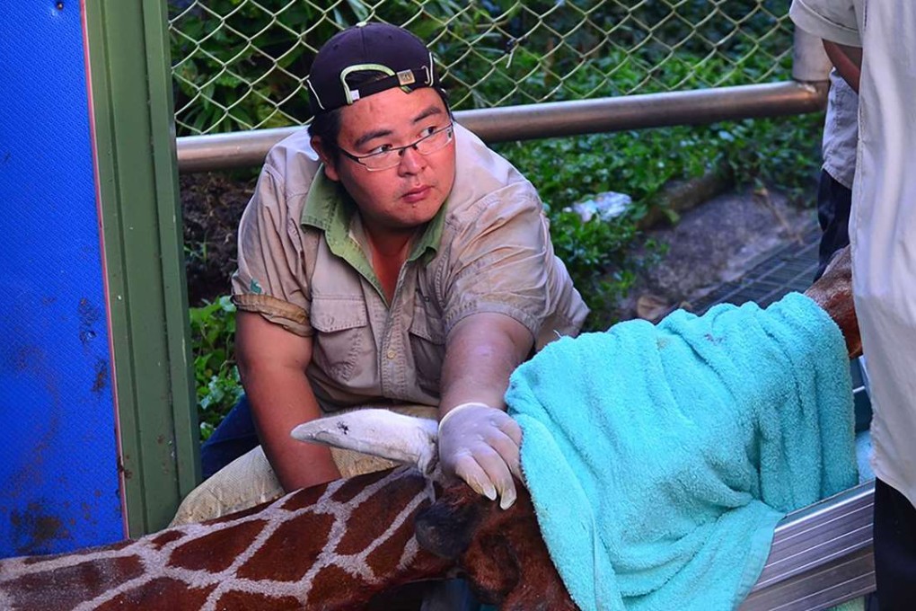 Zoo staff care for the giraffe before at Taipei Zoo before it died. Photo: AFP
