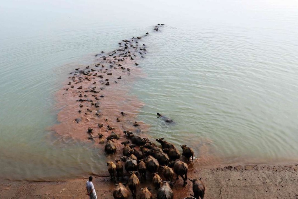 Water buffalo in the village swim to nearby islands each day. Photo: SCMP Pictures