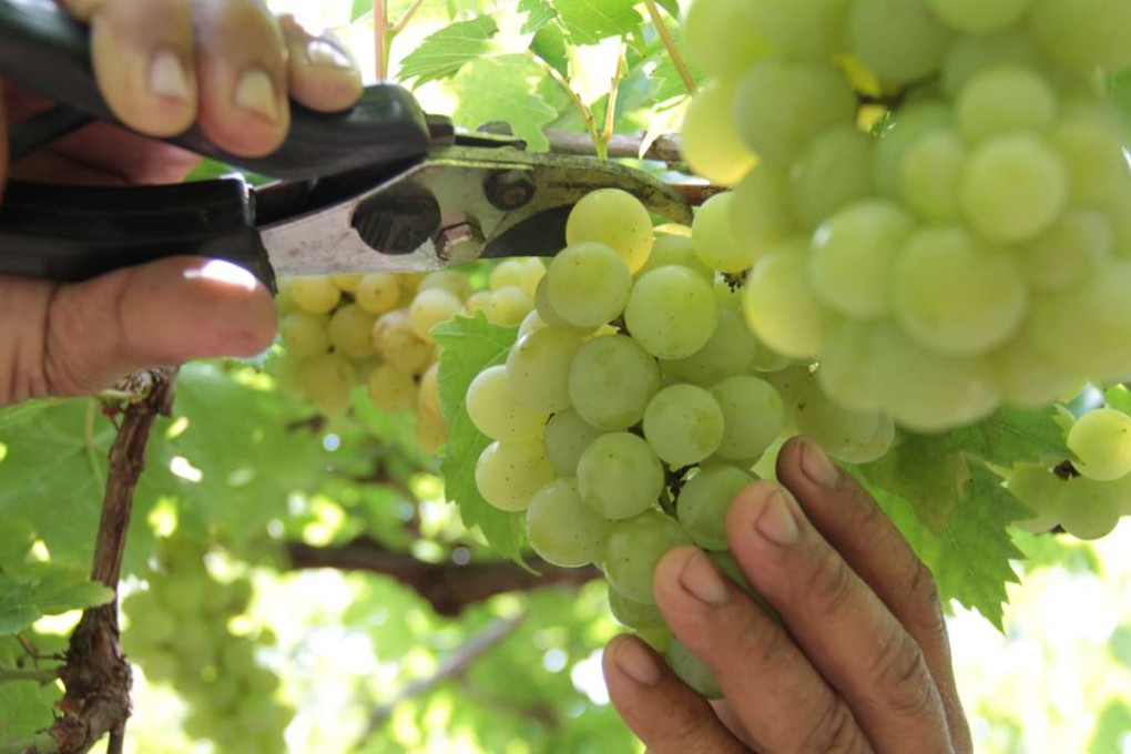 Bali winemakers are coming to international attention. File Photo