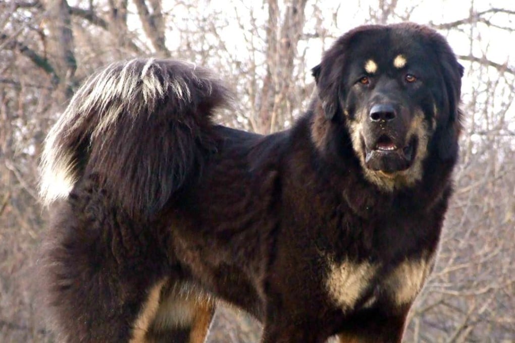 An adult Tibetan mastiff in Hong Kong must be kept on a lead no more than two metres away from its owner. Photo: Wikipedia