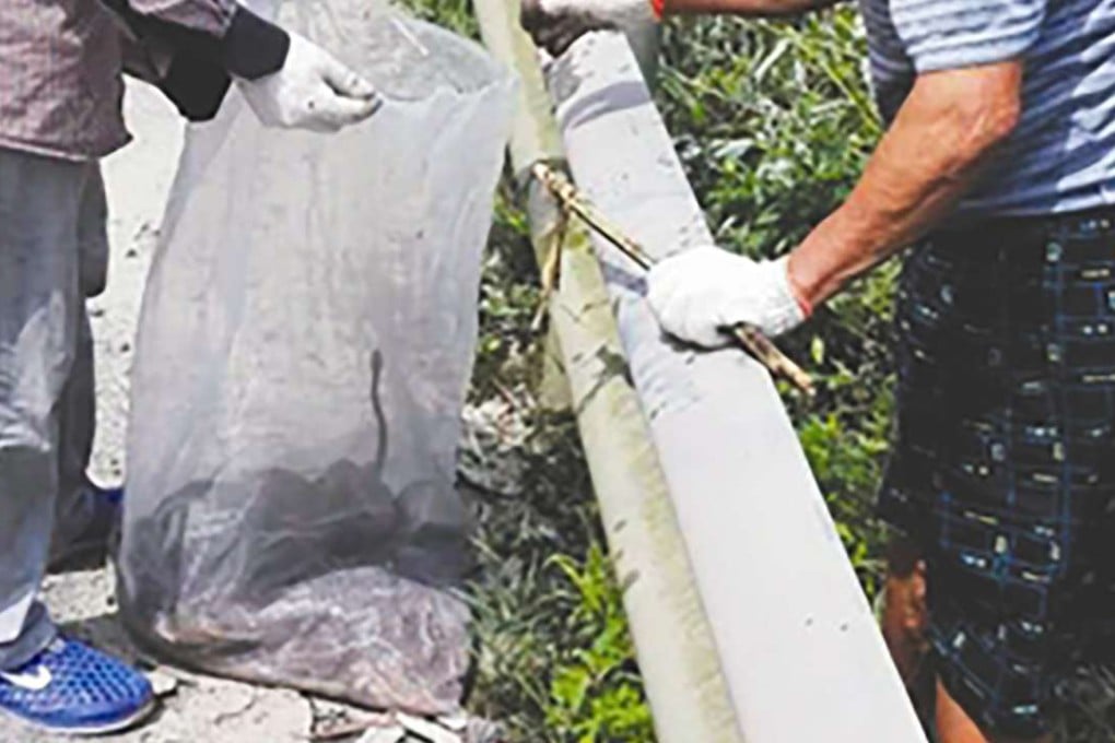 Snakes are gathered from beside a road. Photo: SCMP Pictures