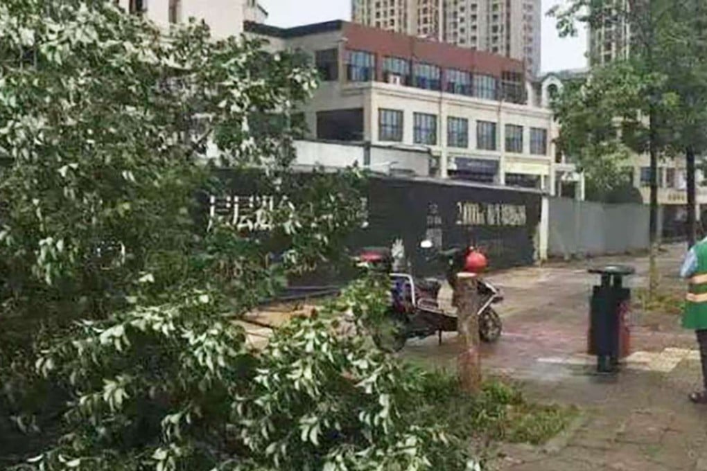 This camphor tree was felled to remove a bicycle attached to it. Photo: SCMP Pictures