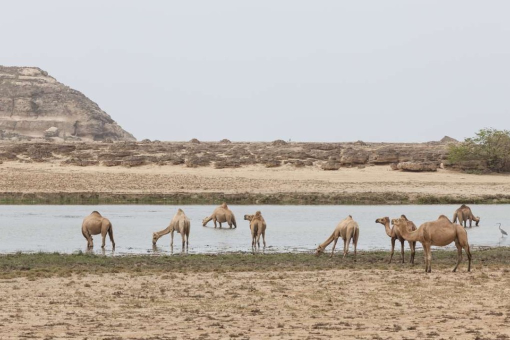 Wild camels at Khor Rori. Pictures by Glen Pearson