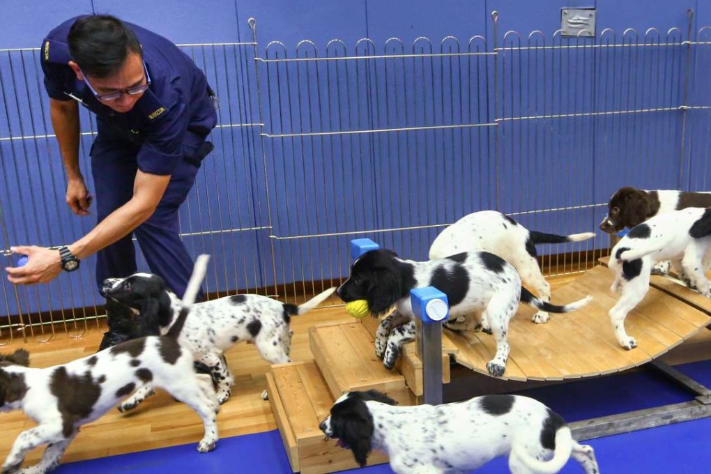 The puppies are happy to run up and down stairs to help in the development of limb coordination or walk over bridges for balance. Photo: Edmond So