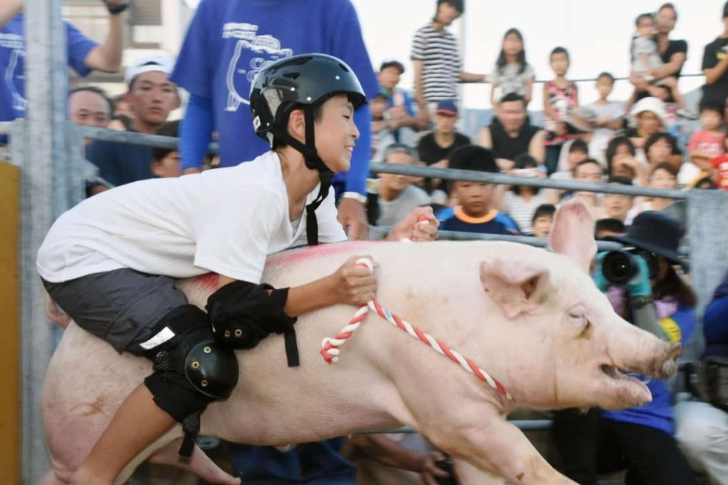 The ‘pig rodeo’ was a summer event in the western Japanese city of Seiyo. Photo: Kyodo